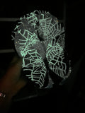 Black Widow Veil Glow in the Dark Mesh